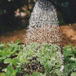 Zomerworkshop voor kinderen: wie geeft de plantjes water?