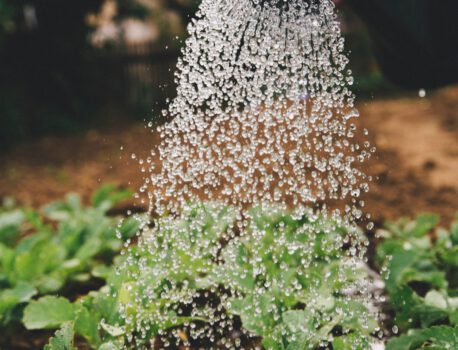 Lezing over de mengelmoestuin in Krimpenerwaard