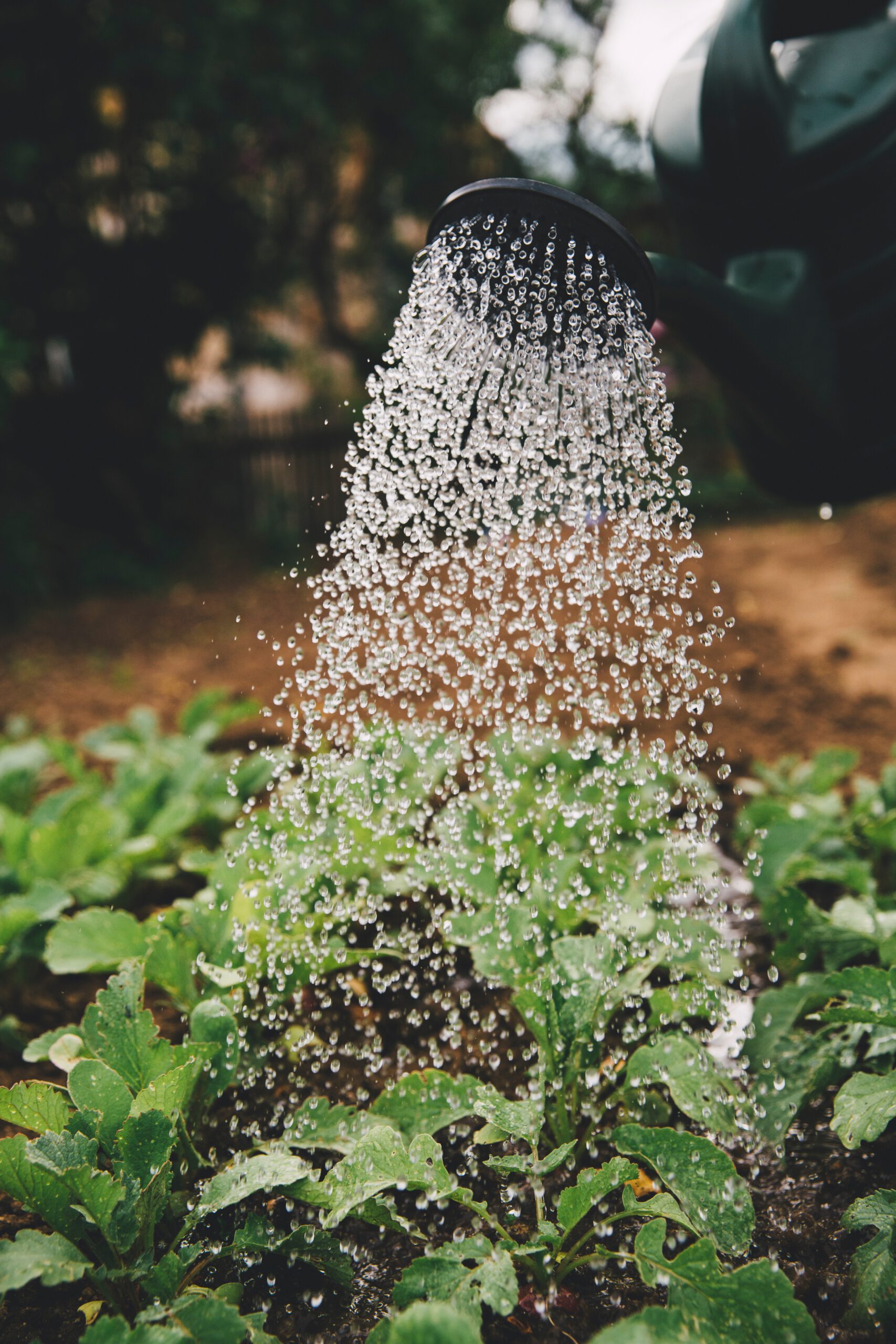 Lezing over de mengelmoestuin in Krimpenerwaard