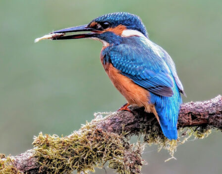 Week van de Biodiversiteit