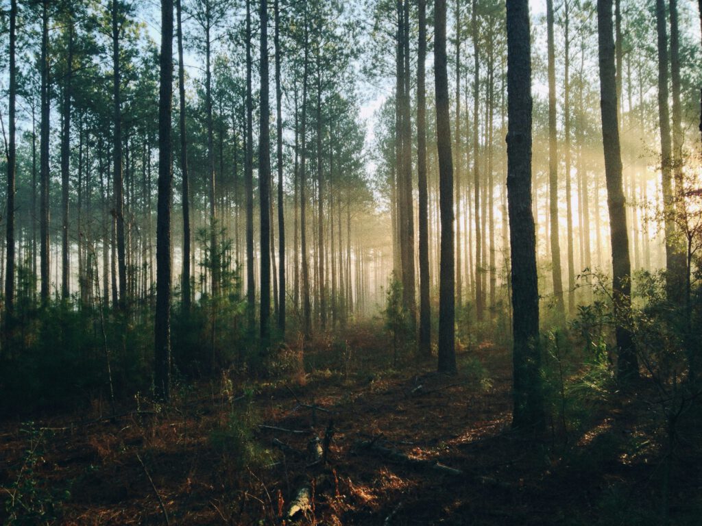 Natuur- en Recreatiegebied Bentwoud