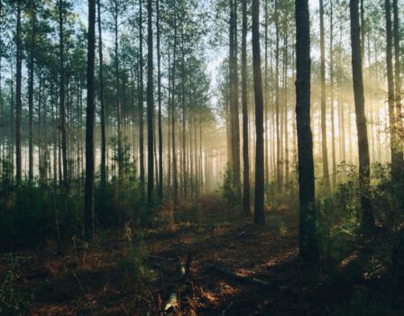 Natuur- en Recreatiegebied Bentwoud