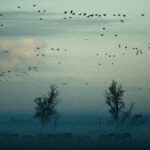 Spot trekvogels in het Groene Hart