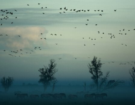 Spot trekvogels in het Groene Hart