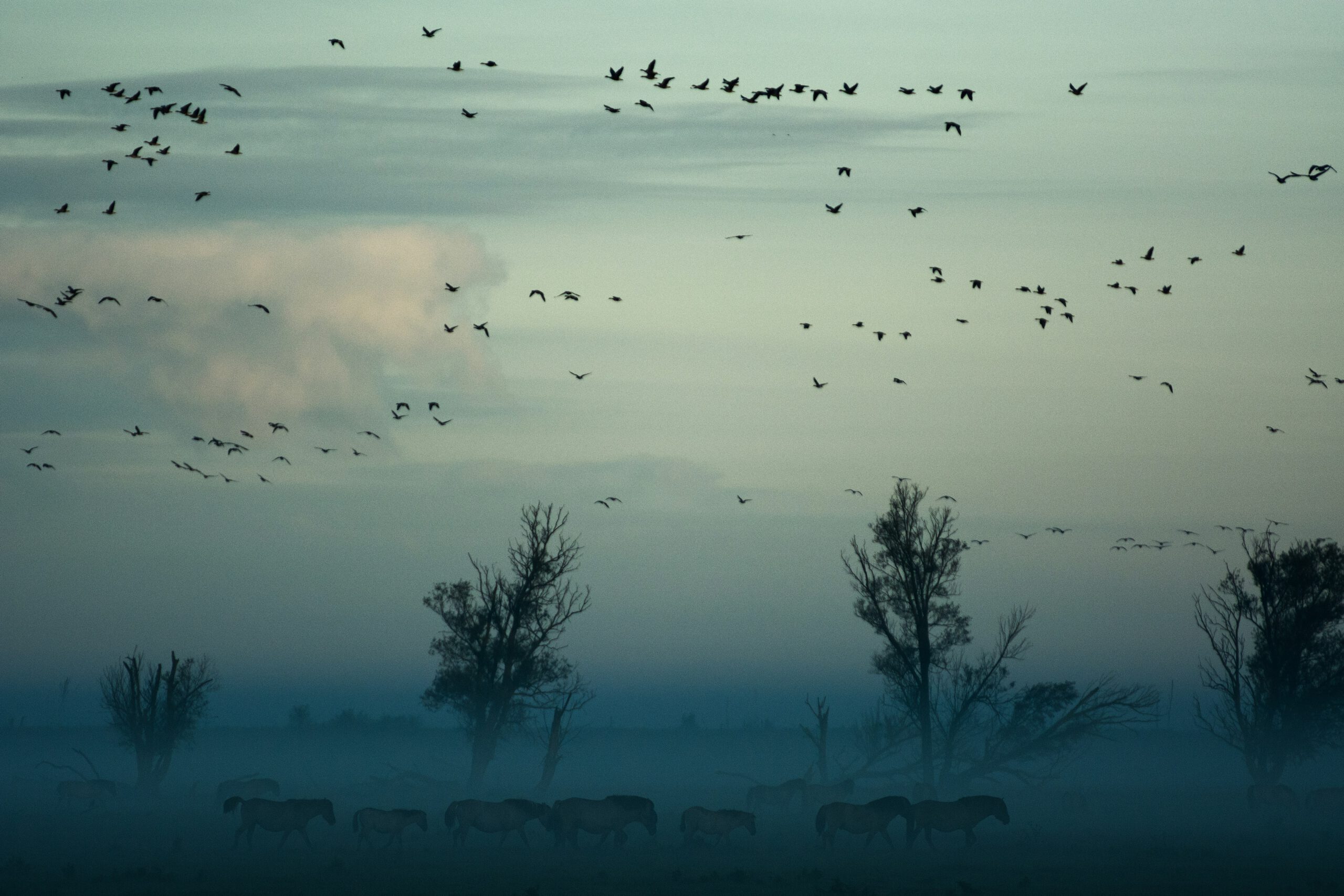 Spot trekvogels in het Groene Hart