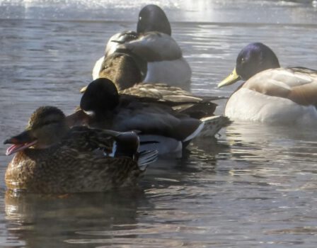 Winterse Avonturen op de Nieuwkoopse Plassen