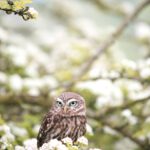 Uilenballen uitpluizen op kinderboerderij Goudse Hofsteden