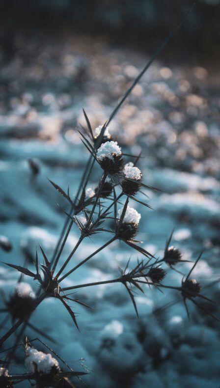 Doe Mee en ontdek de natuur van het Groene Hart in de winter