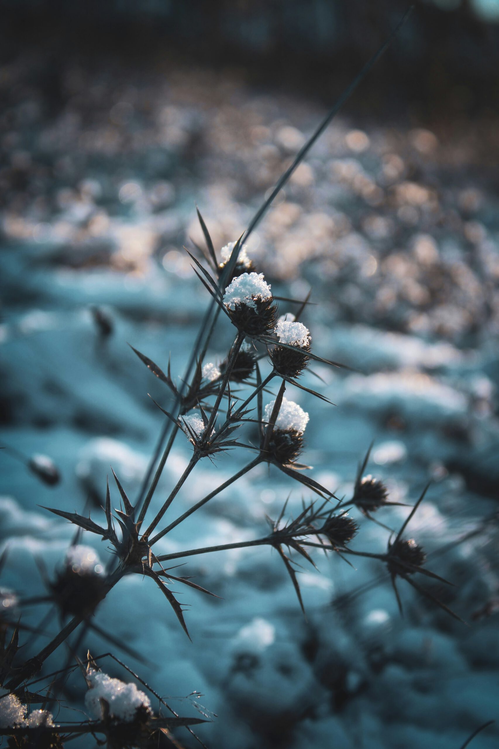 Doe Mee en ontdek de natuur van het Groene Hart in de winter