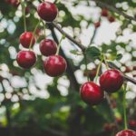 Fruitstruiken en fruitbomen actie