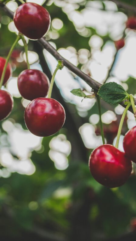 Fruitstruiken en fruitbomen actie