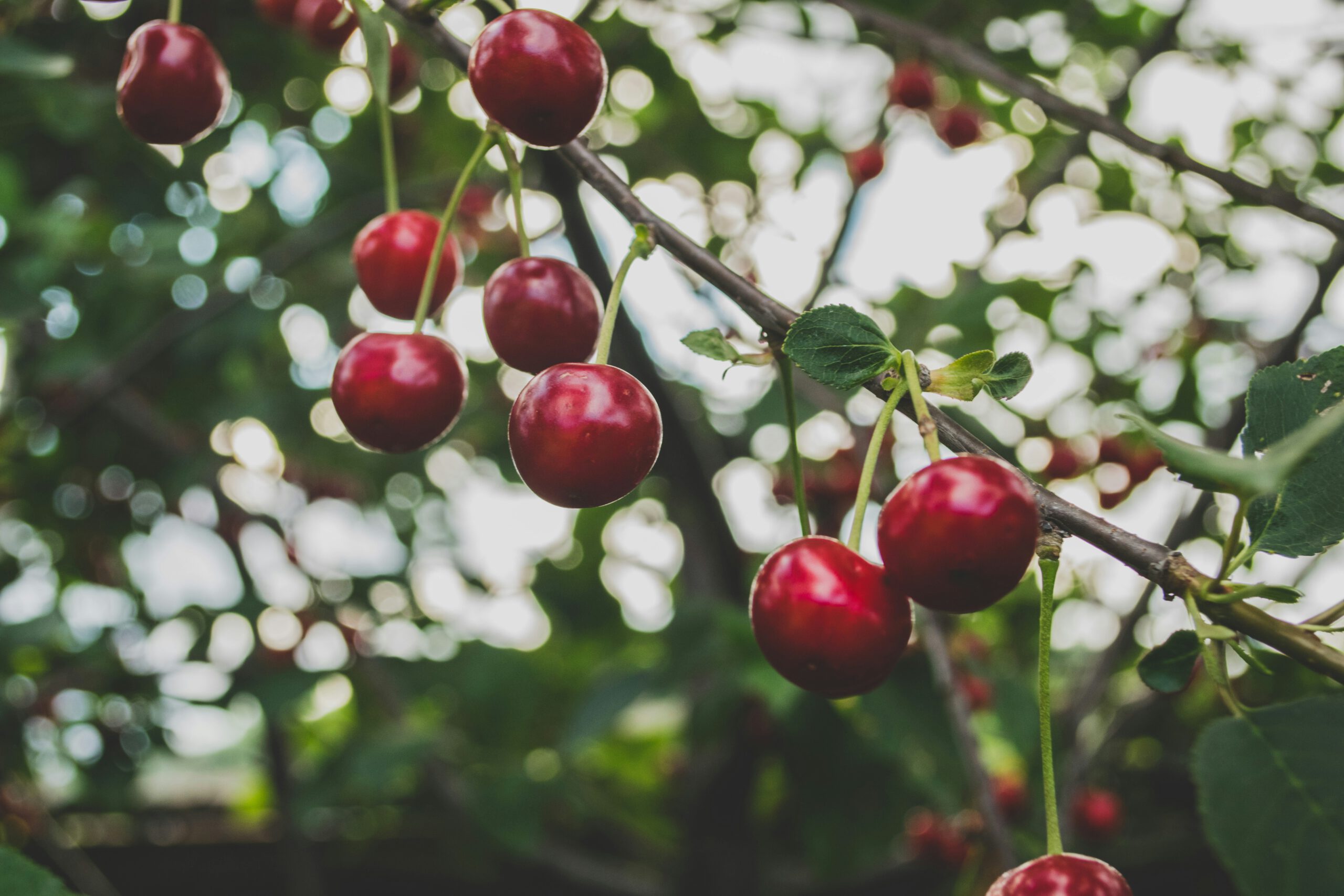 Fruitstruiken en fruitbomen actie