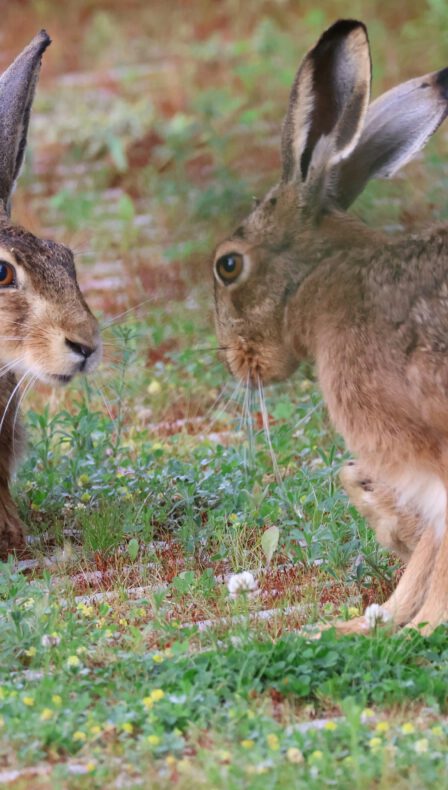 Rammelende hazen spotten in het Groene Hart