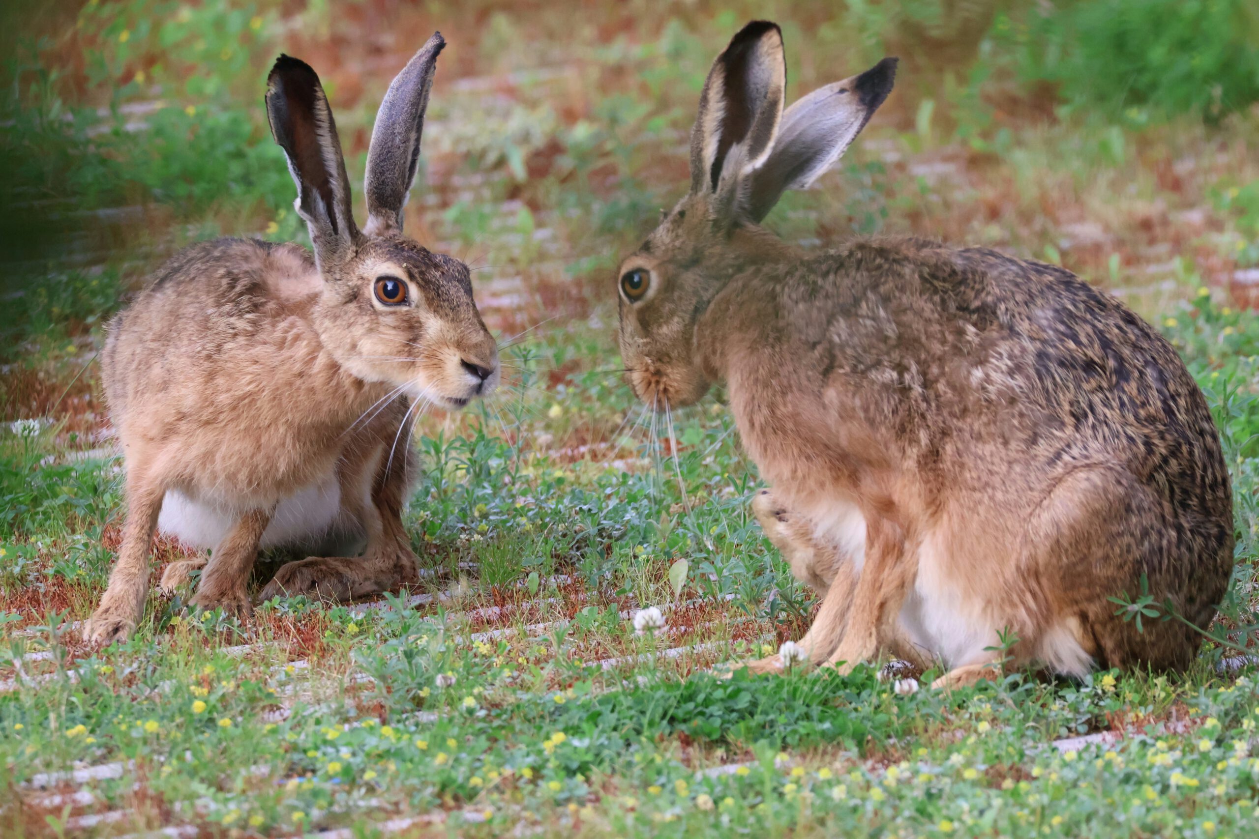 Rammelende hazen spotten in het Groene Hart