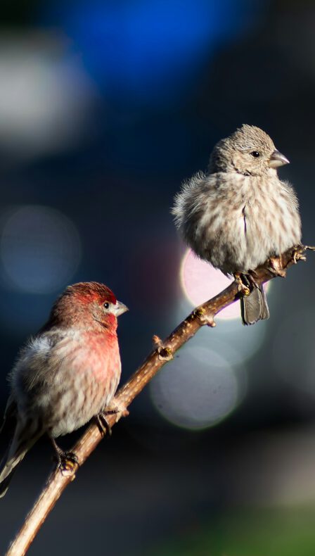 Nationale vogeltelling bij Kinderboerderij de Goudse Hofsteden