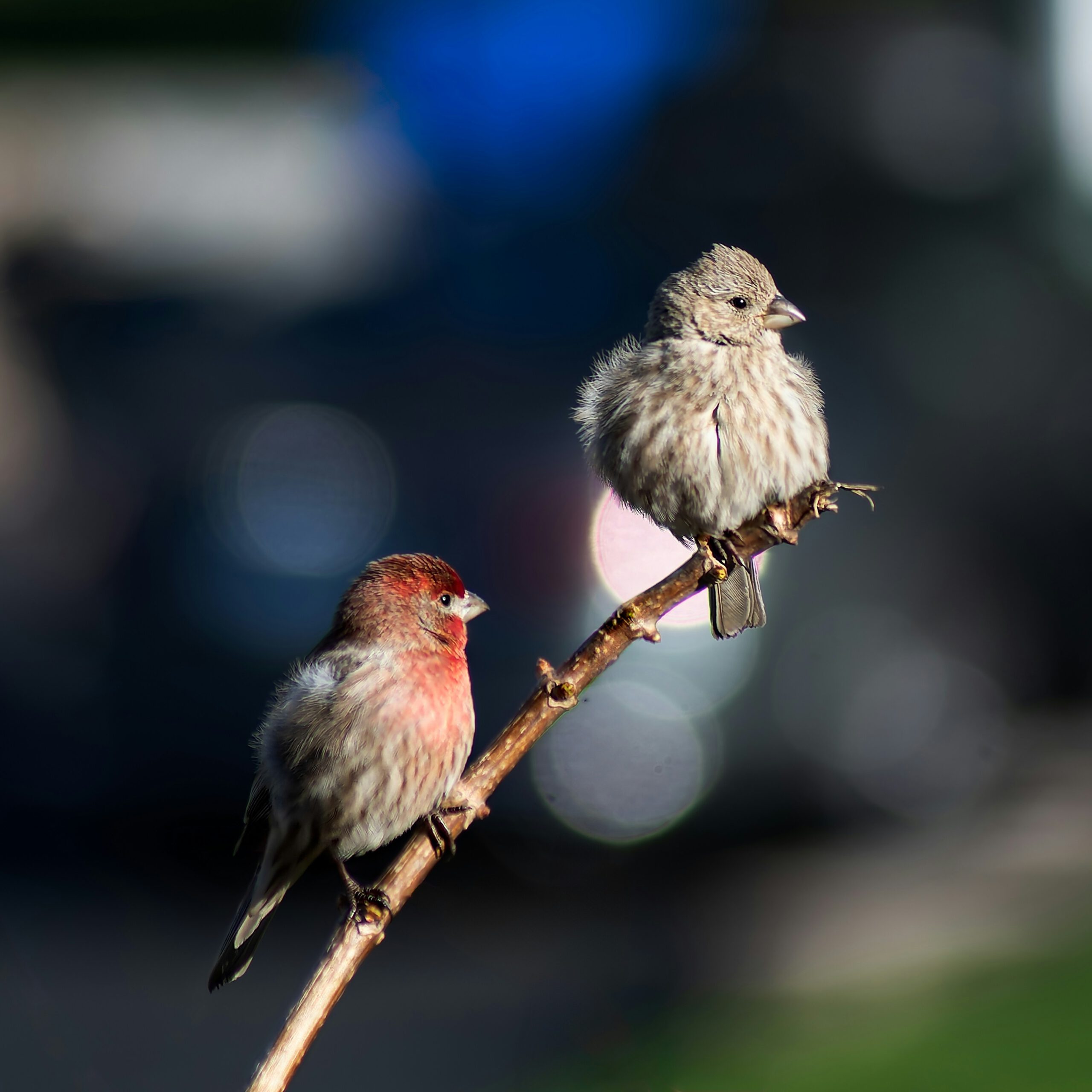 Nationale vogeltelling bij Kinderboerderij de Goudse Hofsteden