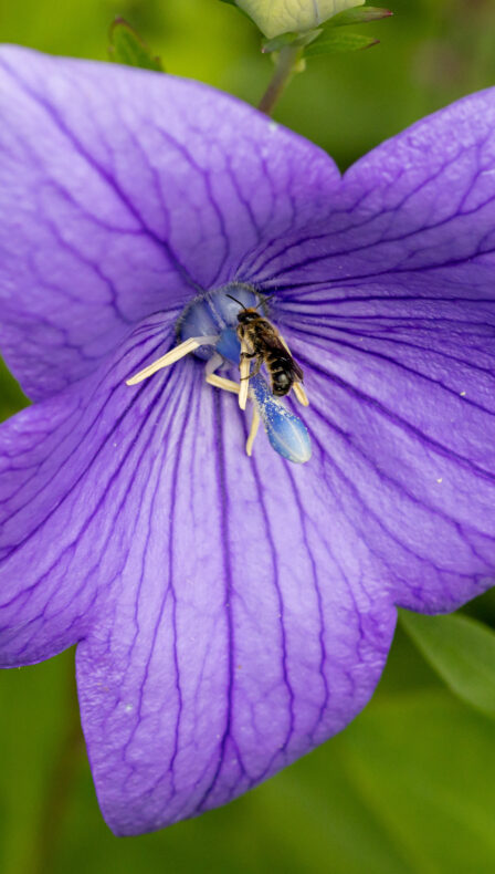 Je eigen bijenparadijs in de tuin!