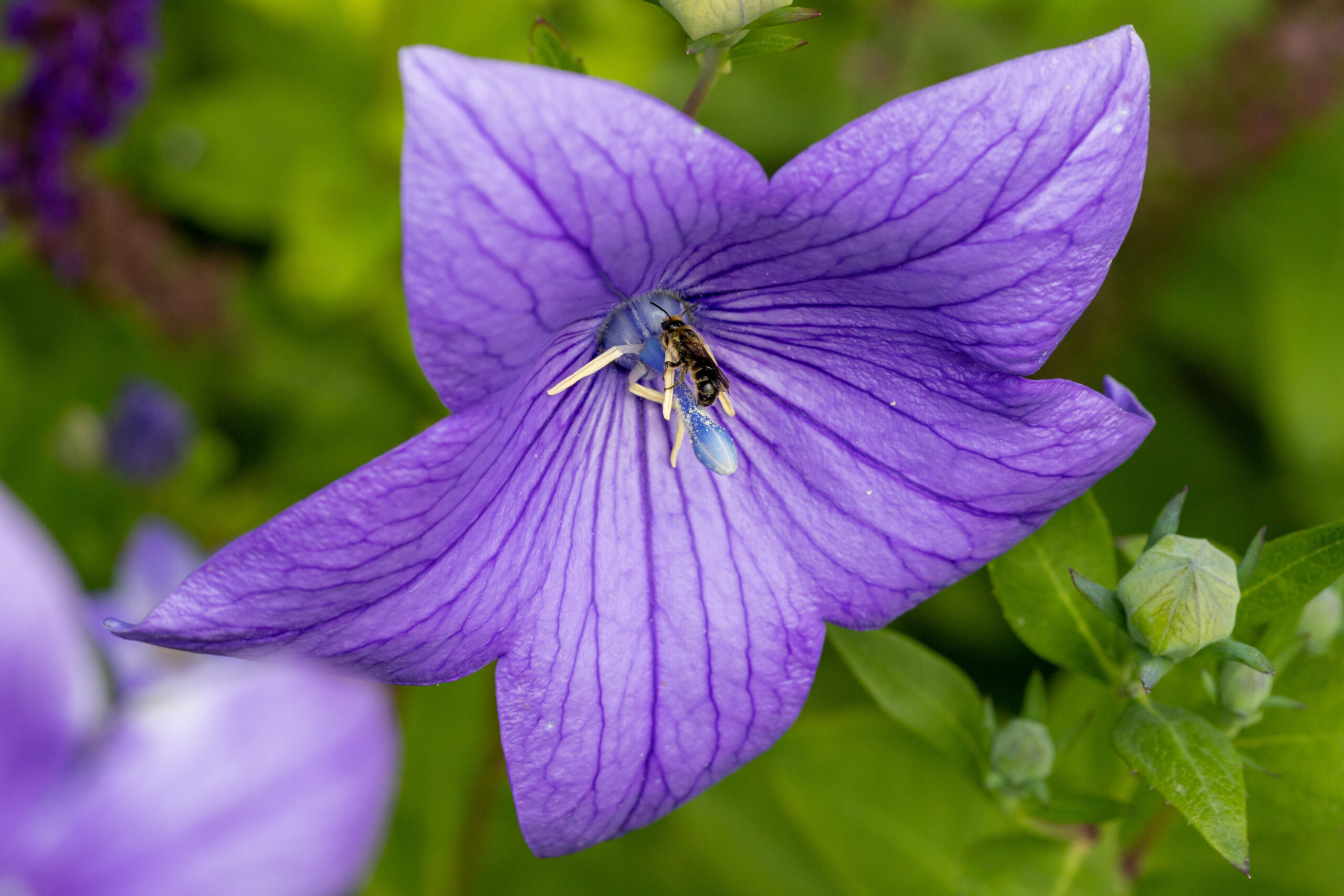 Je eigen bijenparadijs in de tuin!