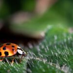 Biodiversiteit dicht bij huis