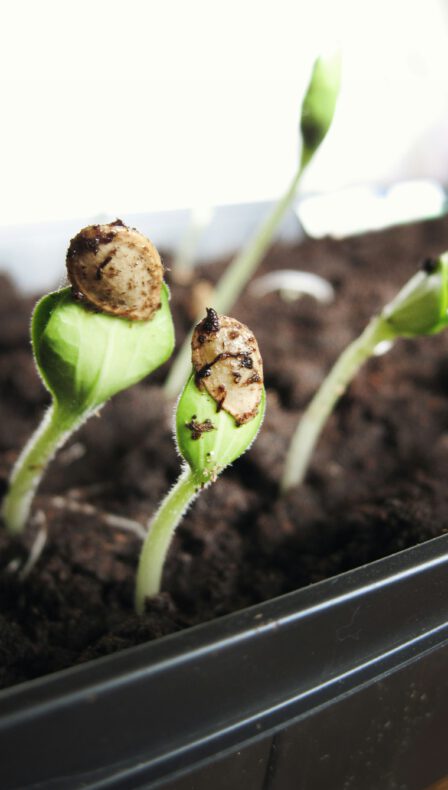 Duik de natuur in met de proeftuin praktijk