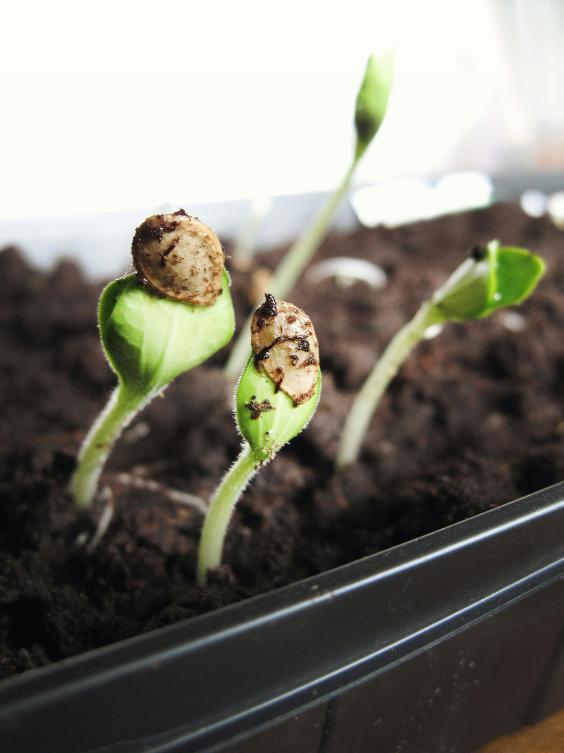 Duik de natuur in met de proeftuin praktijk