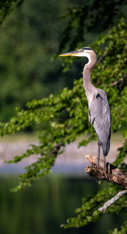 Reigerexcursie op de Nieuwkoopse Plassen – Ontdek de magie van de natuur