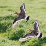 Vogels spotten in het Gouwebos – Luister en kijk mee!