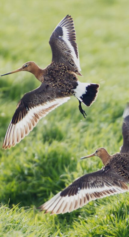 Vogels spotten in het Gouwebos – Luister en kijk mee!