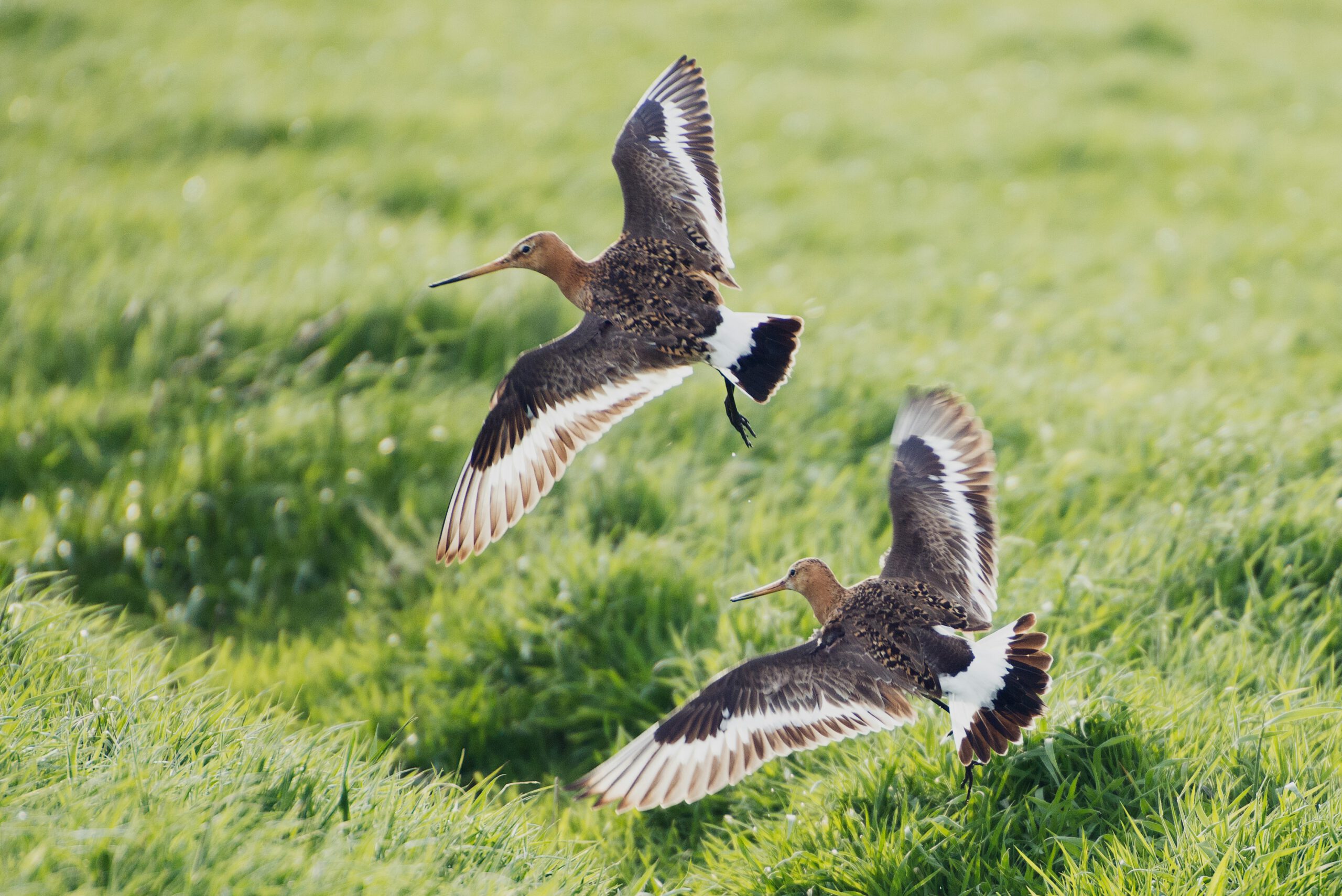 Vogels spotten in het Gouwebos – Luister en kijk mee!