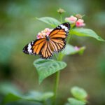 Week van de Biodiversiteit 2025 – Ontdek de "waterbeestjes in de sloot"