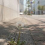 Stadswandeling wilde planten in Gouda – ontdek verborgen groen in de stad