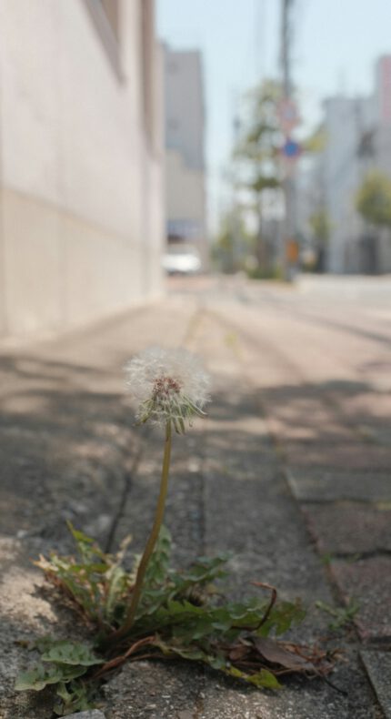 Stadswandeling wilde planten in Gouda – ontdek verborgen groen in de stad