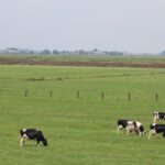 Wandeling door het Veenweidelandschap