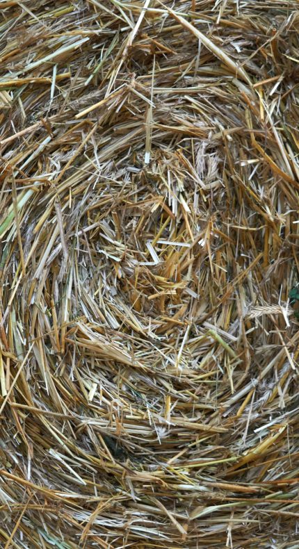 Natuurwerkdag: riet afruimen – Kerfwetering (Reeuwijkse Plassen)