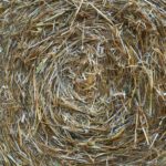 Natuurwerkdag – Riet afruimen in de Kerfwetering