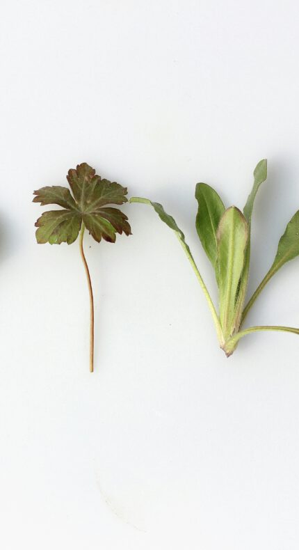 Ontdek de kracht van kruiden in het Groene Hart
