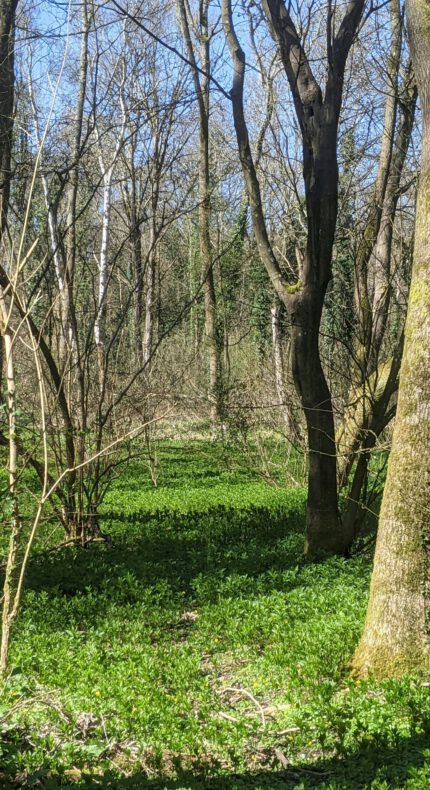 Wandeling door historisch poldergebied in Alphen aan den Rijn