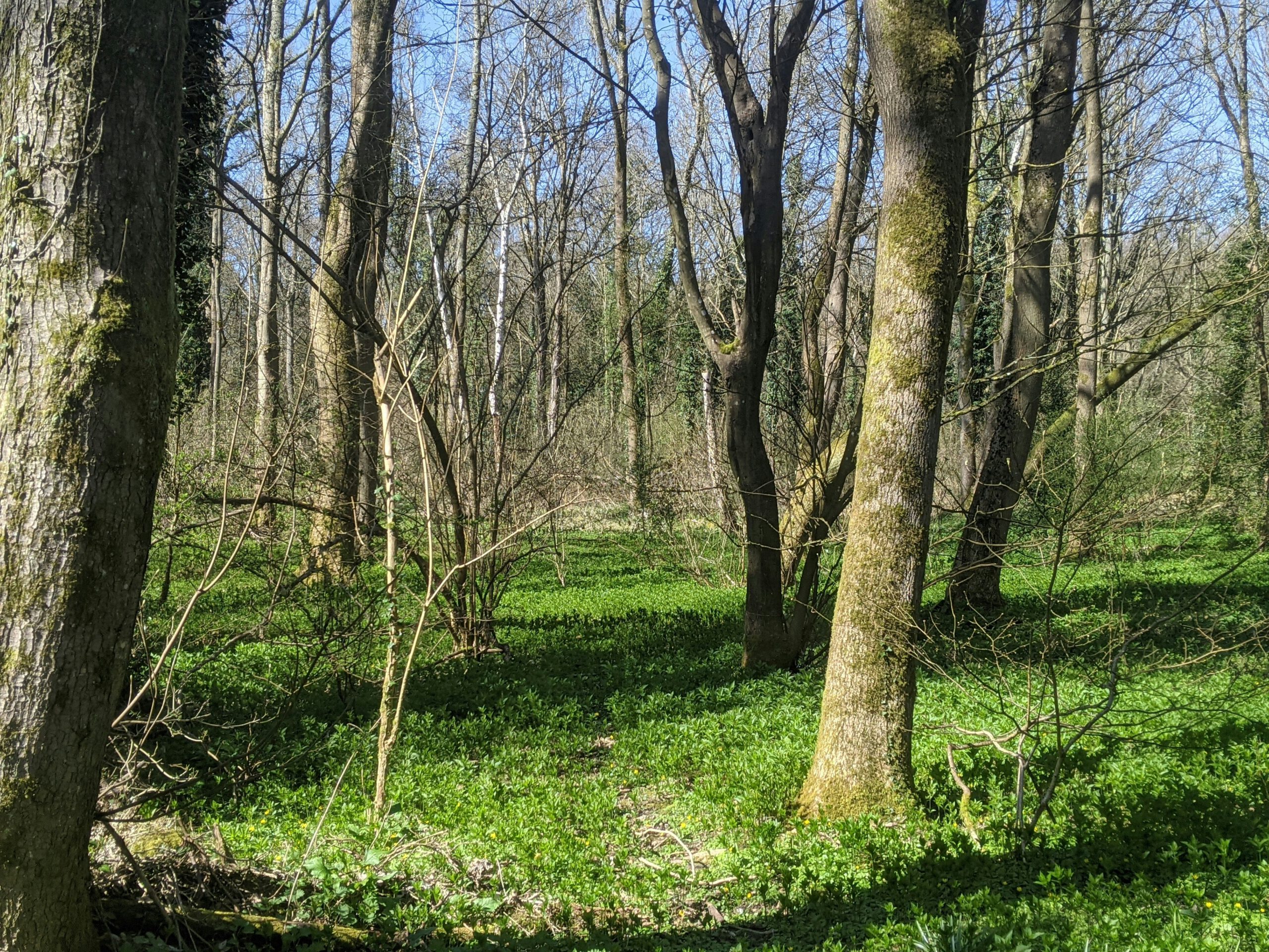 Wandeling door historisch poldergebied in Alphen aan den Rijn