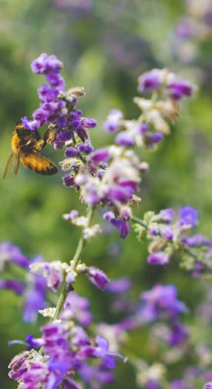 Ontdek de natuur tijdens de Goudse Week van de Biodiversiteit – voor jong en oud!
