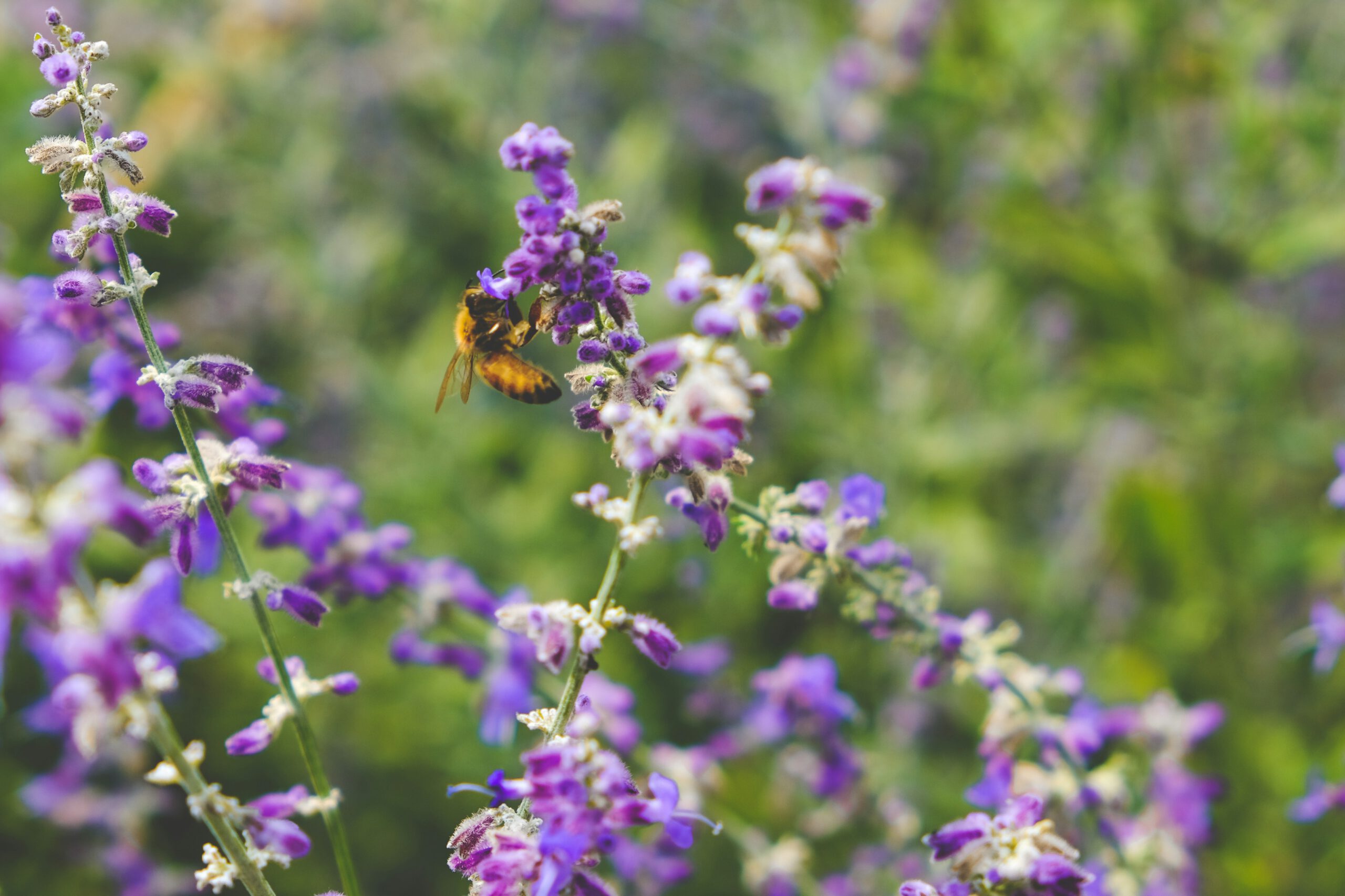 Ontdek de natuur tijdens de Goudse Week van de Biodiversiteit – voor jong en oud!