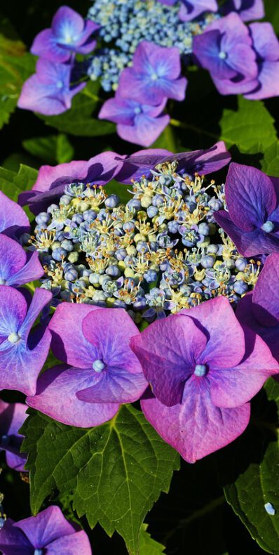 HORTENSIA-DAG