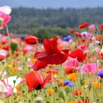 Pluktuin in de Waterside Garden – Pluk je eigen boeket