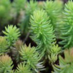 De voordelen èn subsidie voor een groen dak!