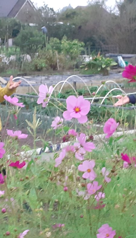 Gratis inspiratieavond: begin je eigen buurttuin