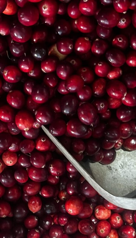 Cranberry-oogst in de Krimpenerwaard