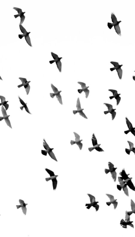 Ontdek de vogeltrek vanaf de skiberg in Bergschenhoek