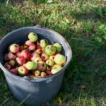 Kom helpen bij de appel- en perenpluk in Gouda