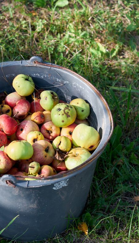 Kom helpen bij de appel- en perenpluk in Gouda