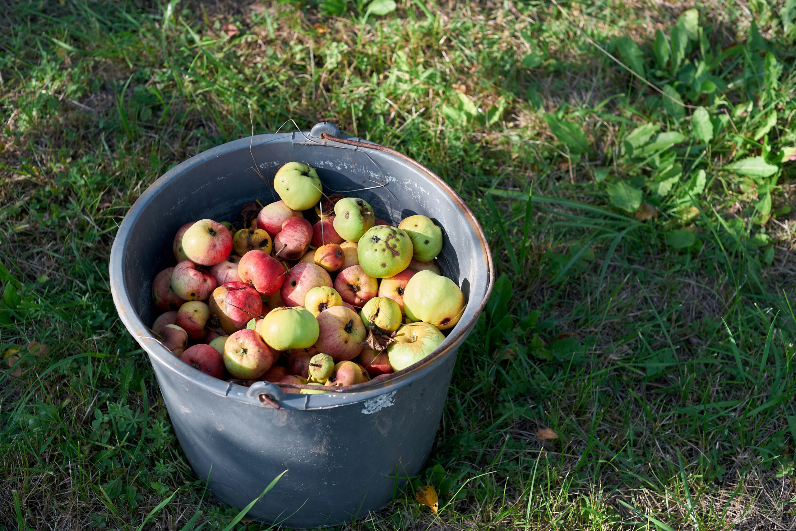 Kom helpen bij de appel- en perenpluk in Gouda