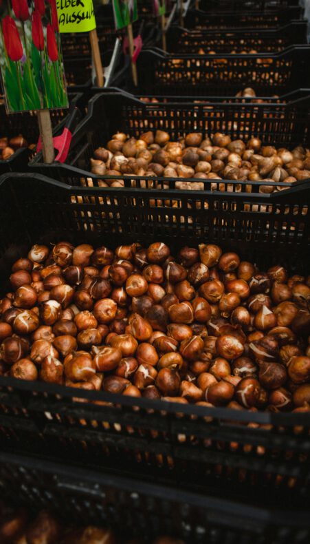 Doe mee met het Nationale Bloembollenweekend